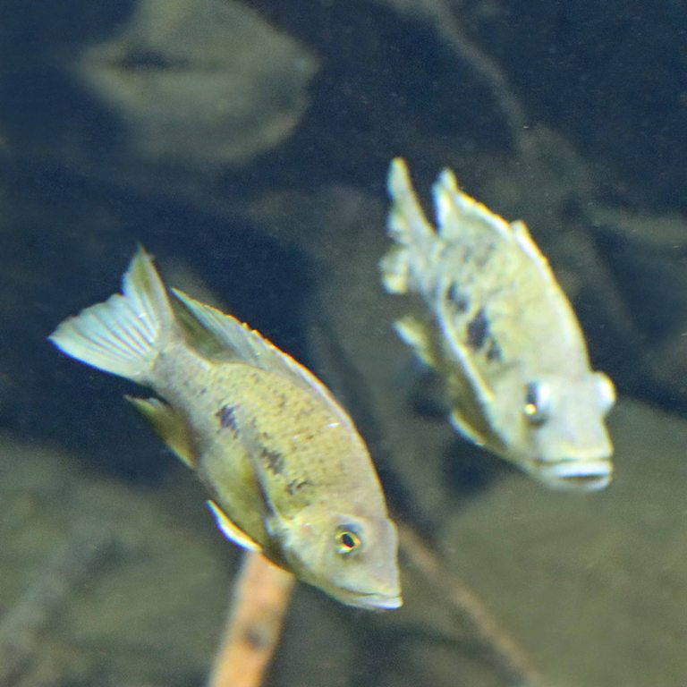 East Coast Gold Cichlid