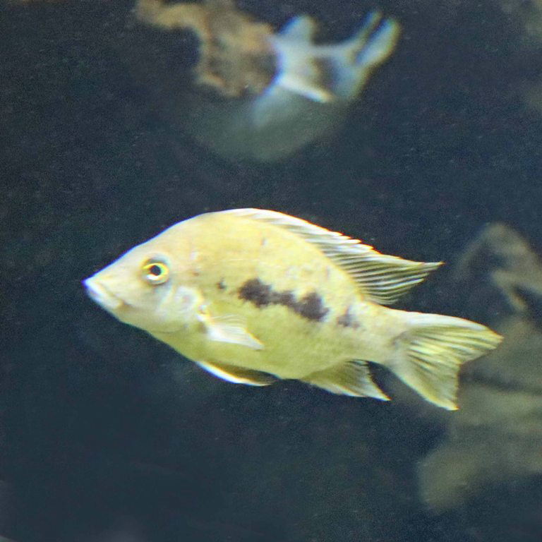East Coast Gold Cichlid