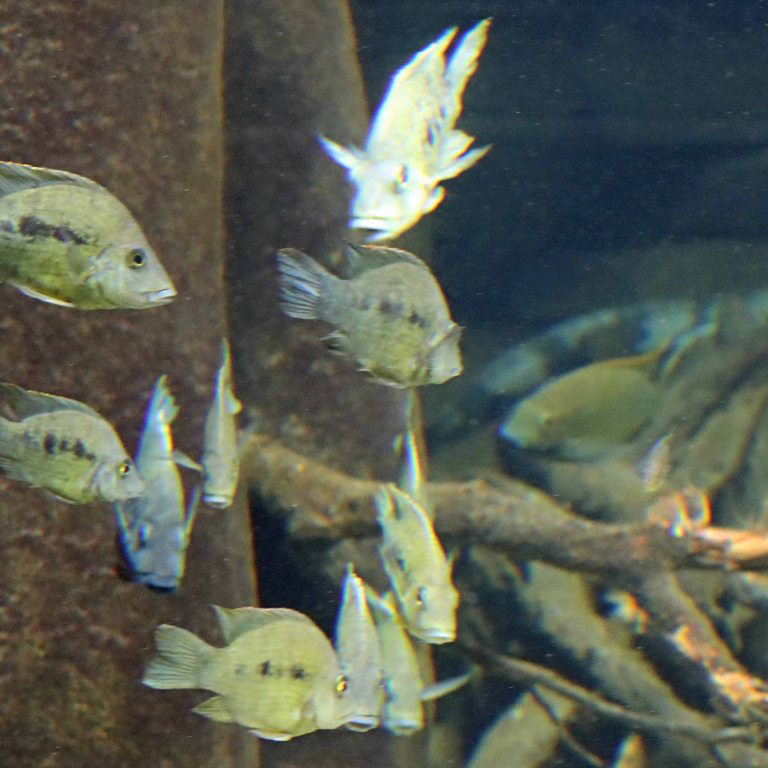 East Coast Gold Cichlid