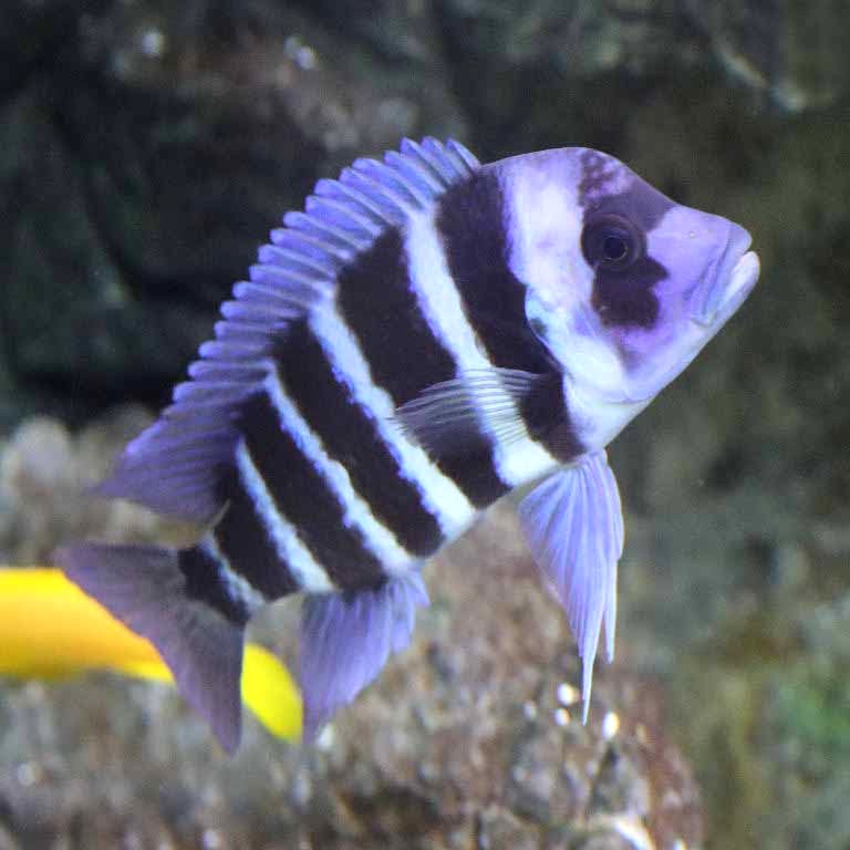 Frontosa cichlid