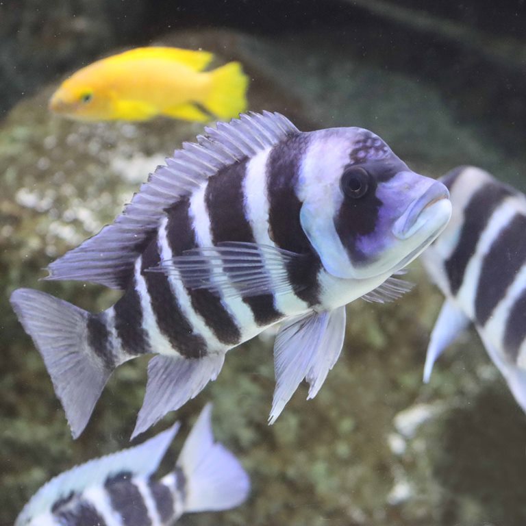 Frontosa cichlid