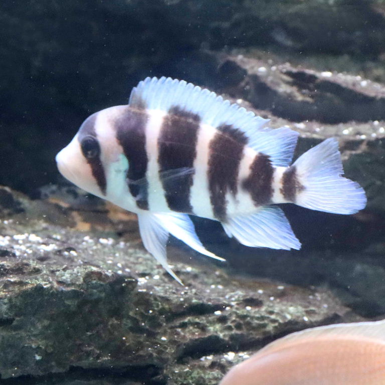 Frontosa cichlid