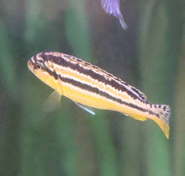 Golden Cichlid