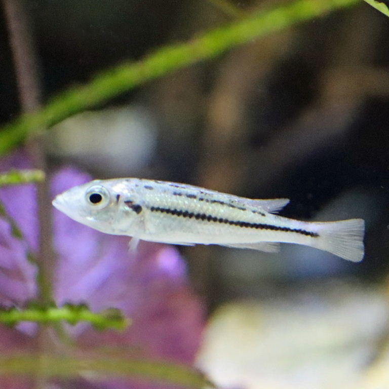 Haplochromis thereuterion Cichlid