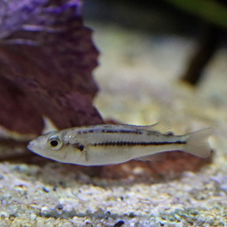 Haplochromis thereuterion Cichlid