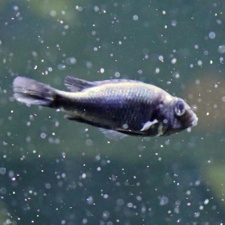 Silver Katana Cichlid male