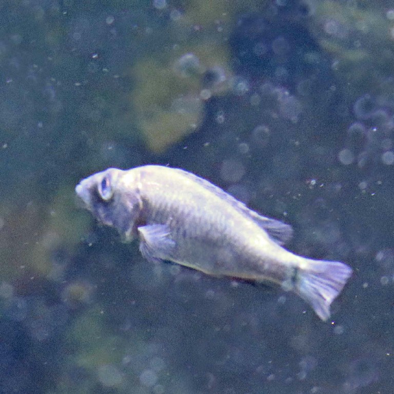 Haplochromis thereuterion Cichlid