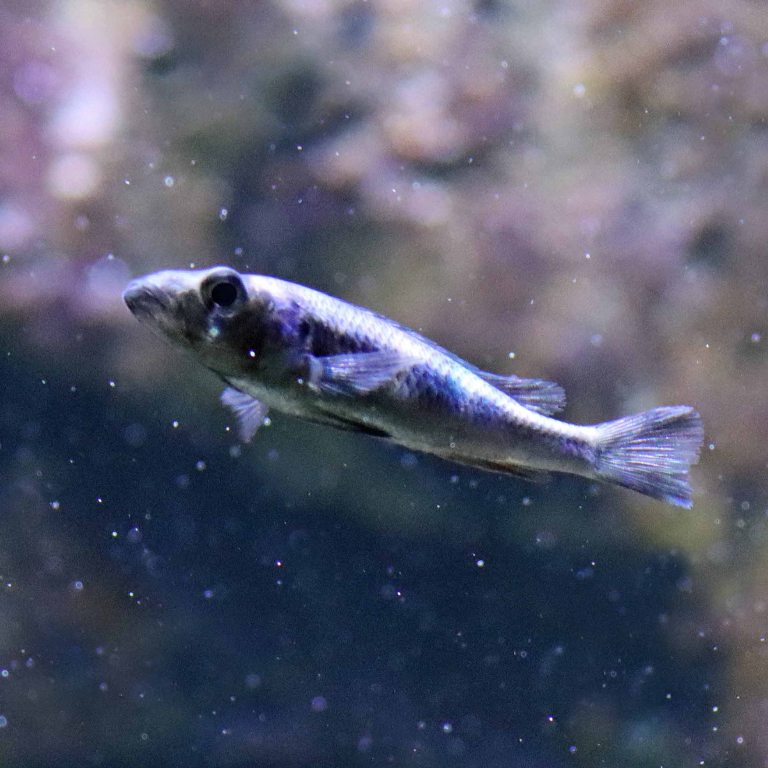 Haplochromis thereuterion Cichlid