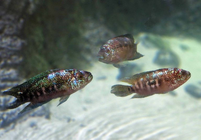 Jack Dempsey Cichlid
