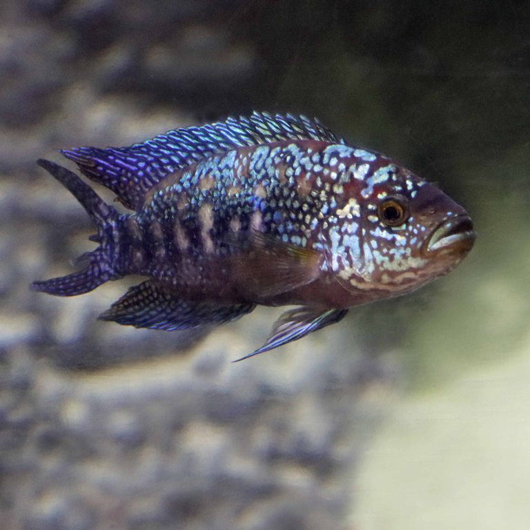 Jack Dempsey Cichlid
