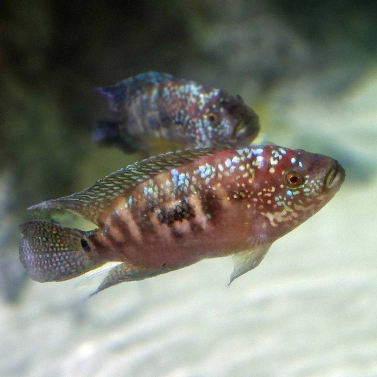 Jack Dempsey Cichlid