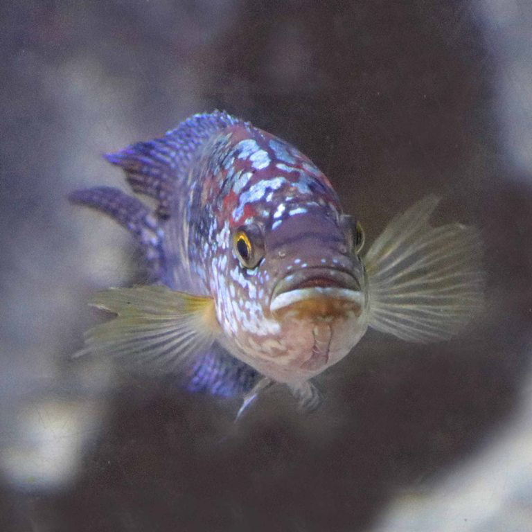Jack Dempsey Cichlid