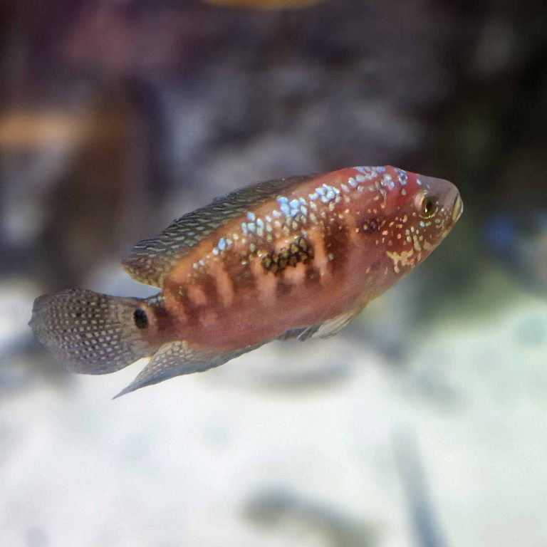 Jack Dempsey Cichlid