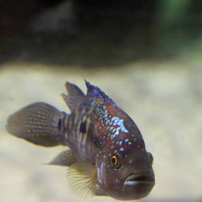 Jack Dempsey Cichlid