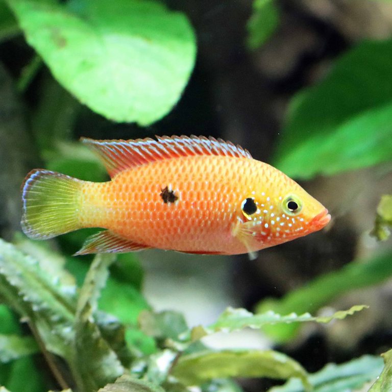 African Red Jewel Cichlid