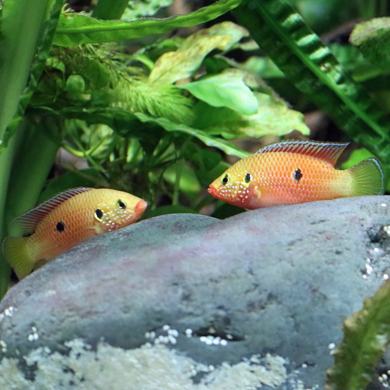 African Red Jewel Cichlid