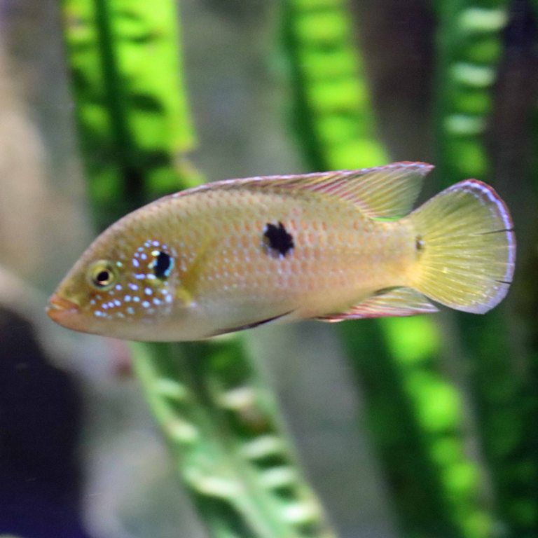 African Red Jewel Cichlid