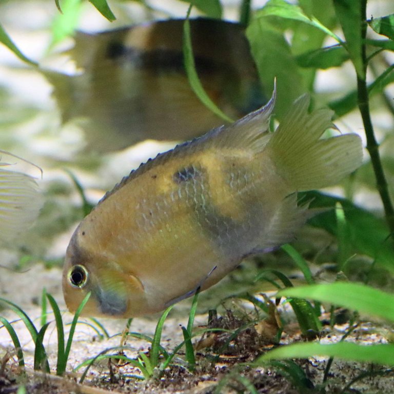 Keyhole Cichlid