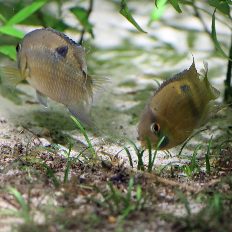 Keyhole Cichlid