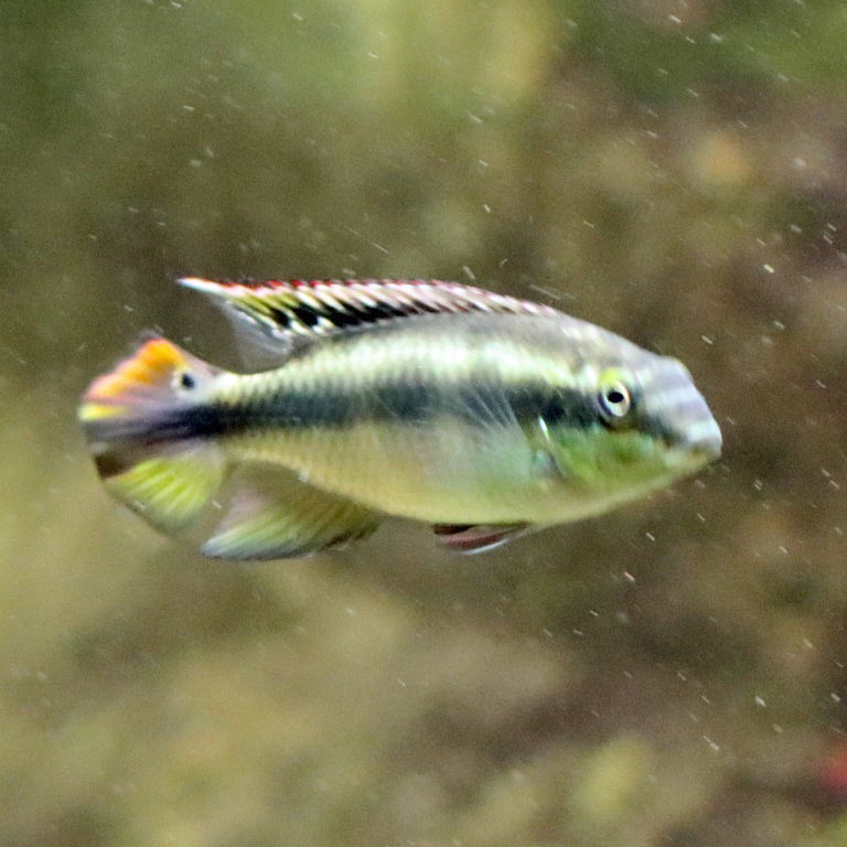 Rainbow Kribensis
