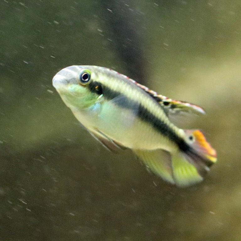 Rainbow Kribensis