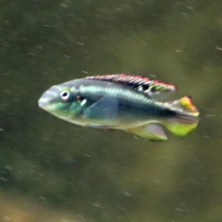 Rainbow Kribensis