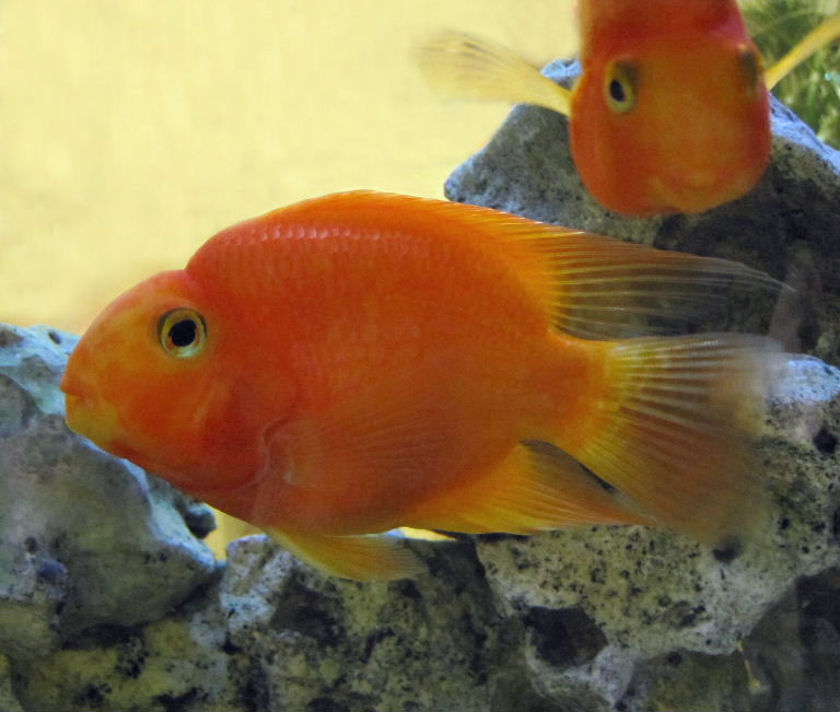 Blood-Parrot Cichlid