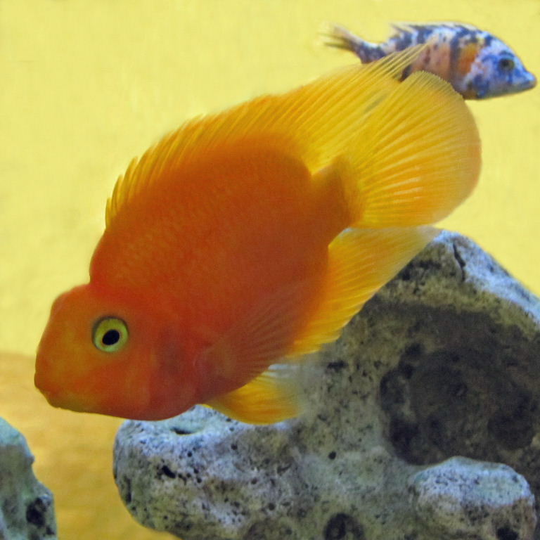 Blood-Parrot Cichlid