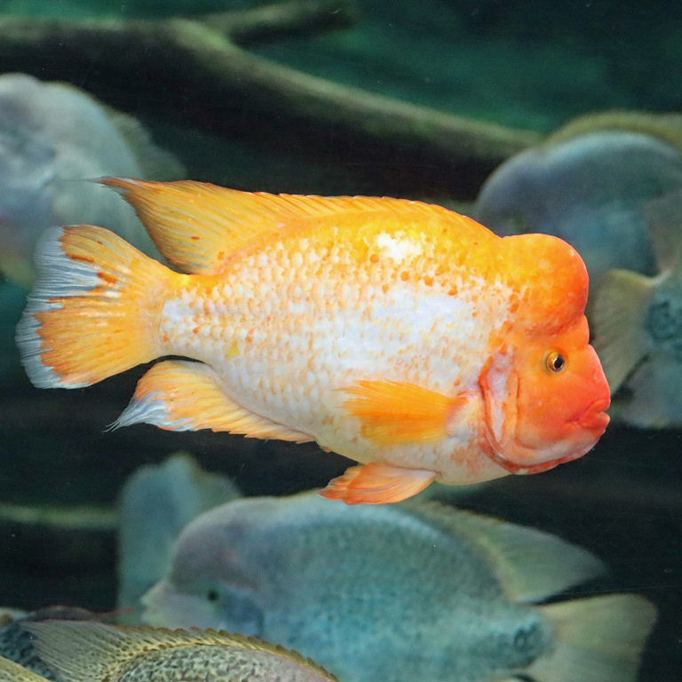Red Midas Cichlid