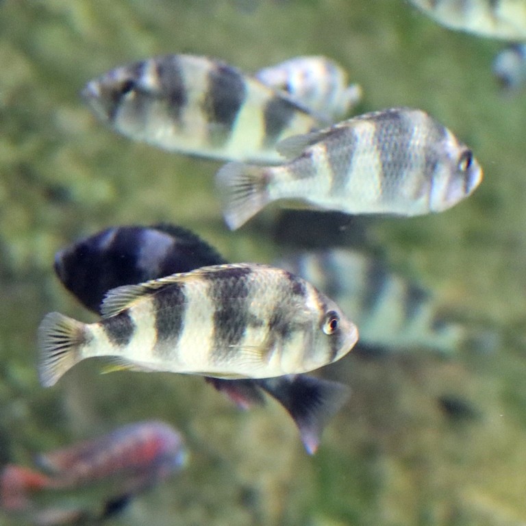 Zebra Obliquidens Cichlid