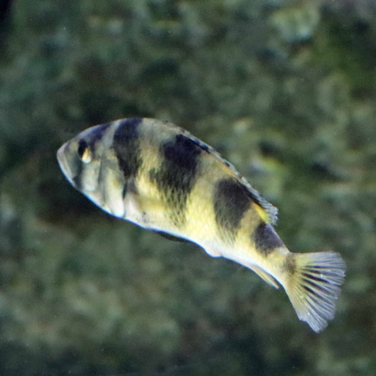 Zebra Obliquidens Cichlid