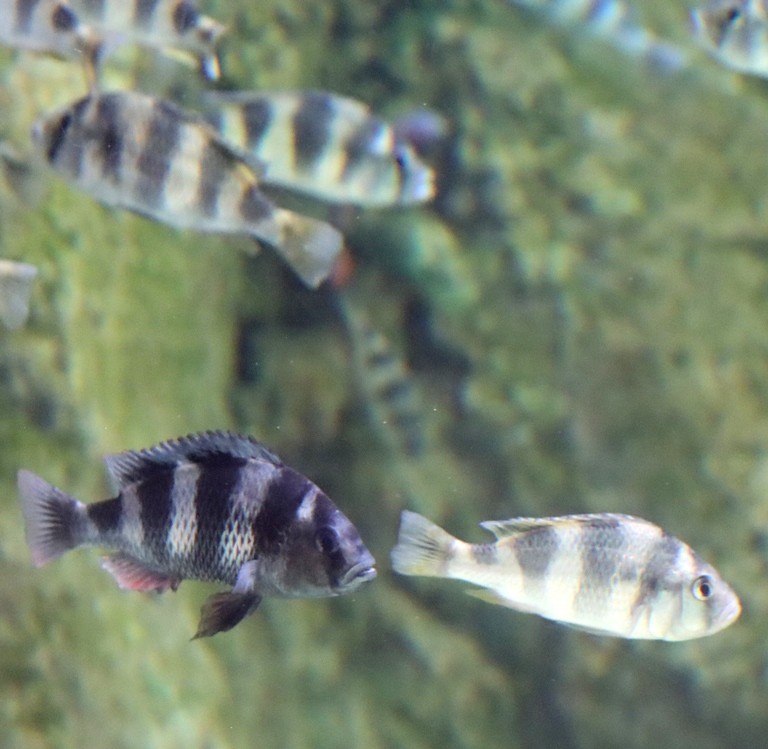 Zebra Obliquidens Cichlid