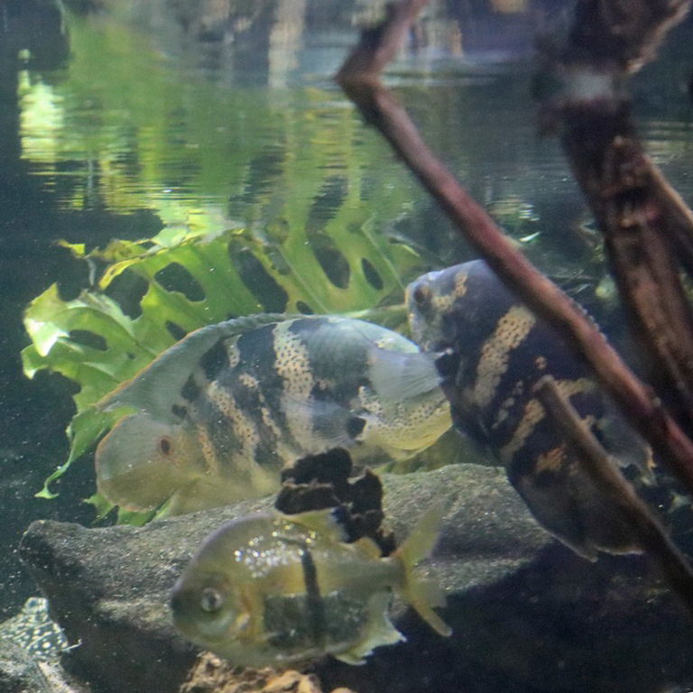 Oscar Cichlid