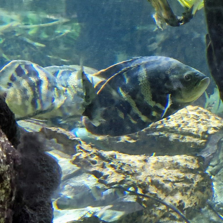 Oscar Cichlid