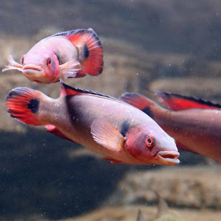 Atabo Red Pike Cichlid