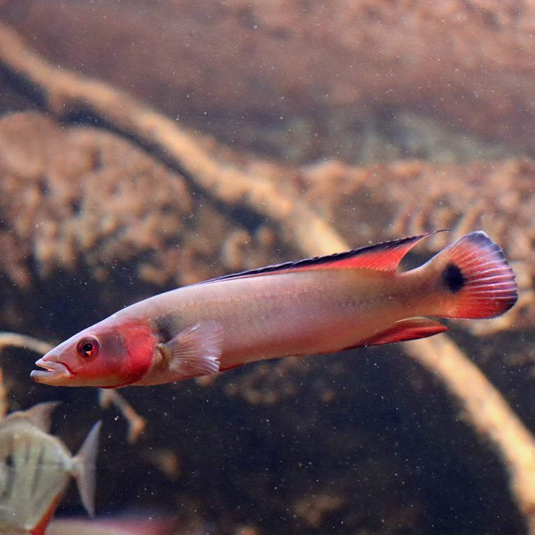 Atabo Red Pike Cichlid