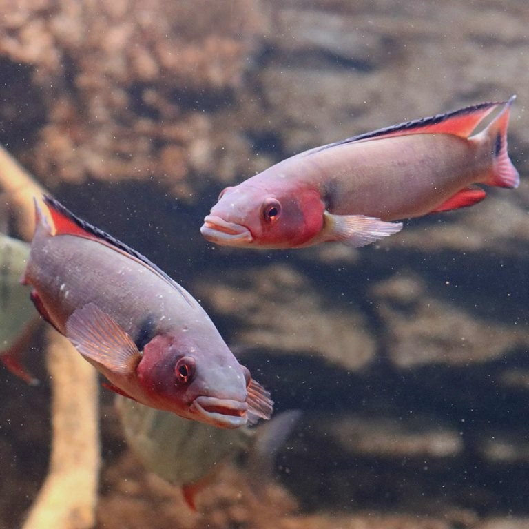 Atabo Red Pike Cichlid