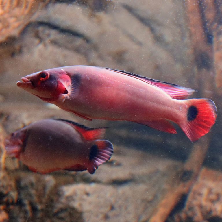 Atabo Red Pike Cichlid