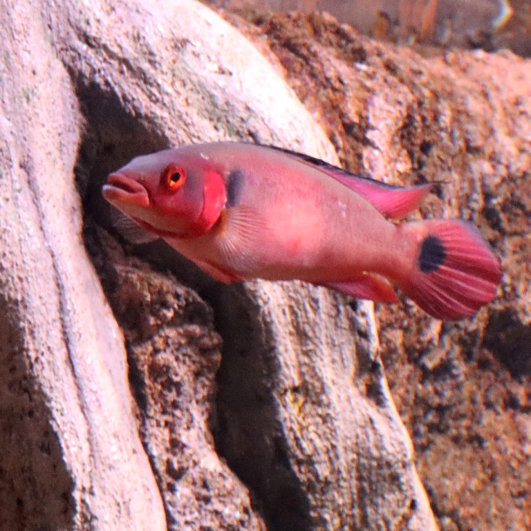 Atabo Red Pike Cichlid