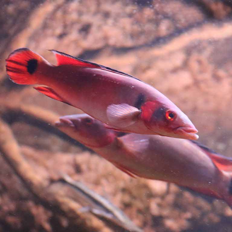 Atabo Red Pike Cichlid