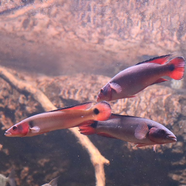 Atabo Red Pike Cichlid