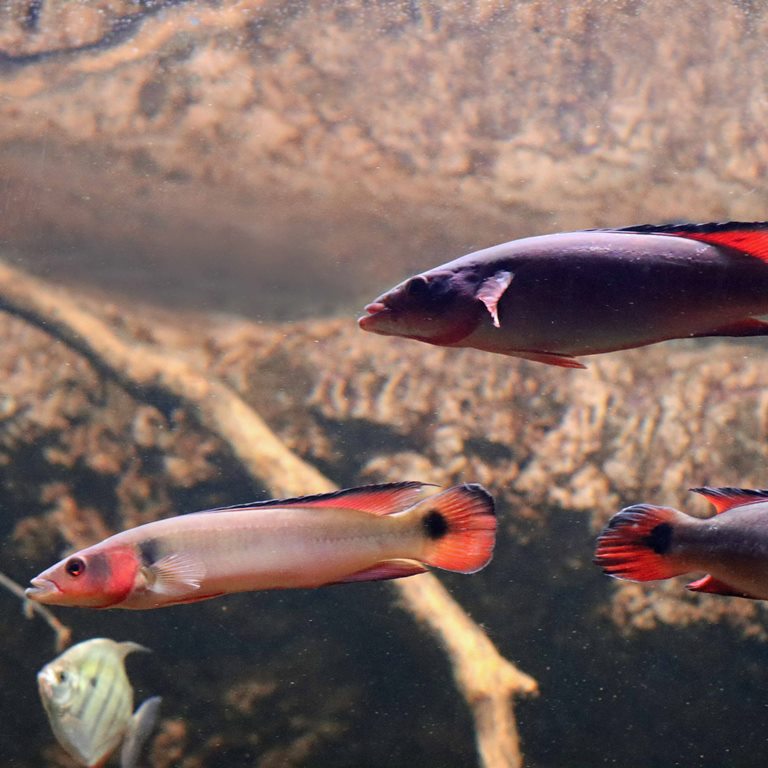 Atabo Red Pike Cichlid