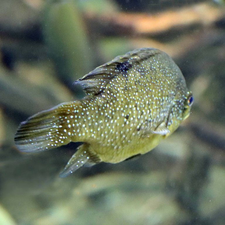 Black Diamond cichlid