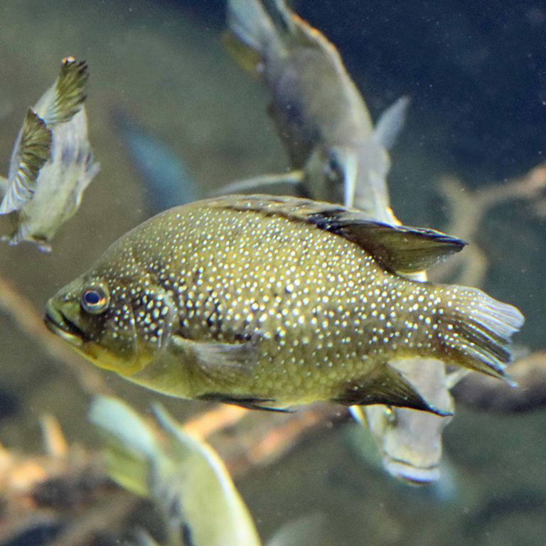 Polleni cichlid