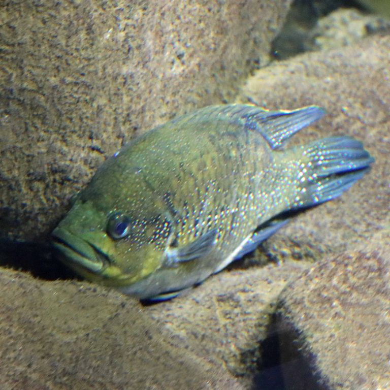 Polleni cichlid