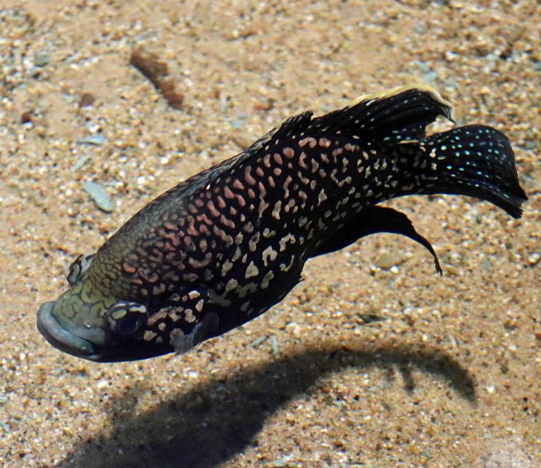 Black Diamond cichlid