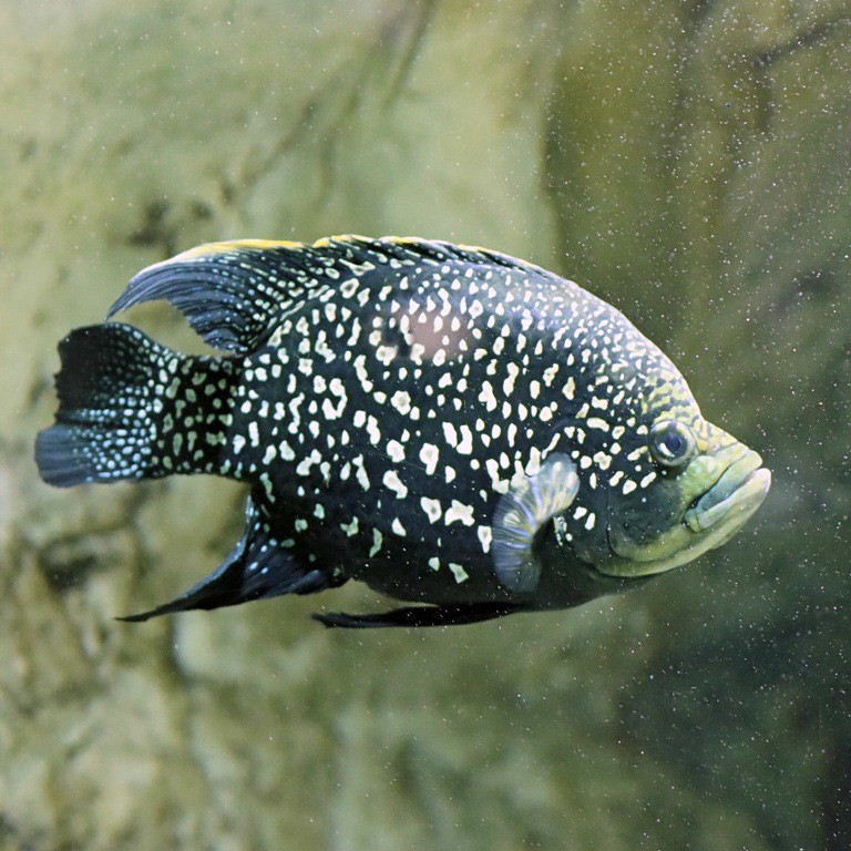 Paratilapia