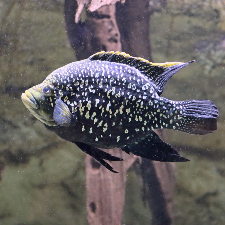 Paratilapia