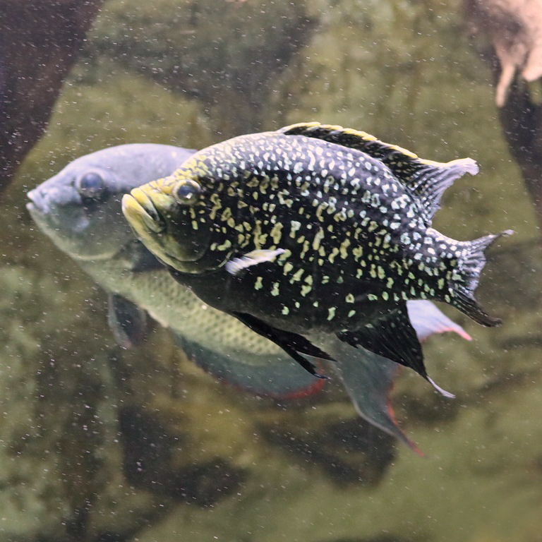 Paratilapia