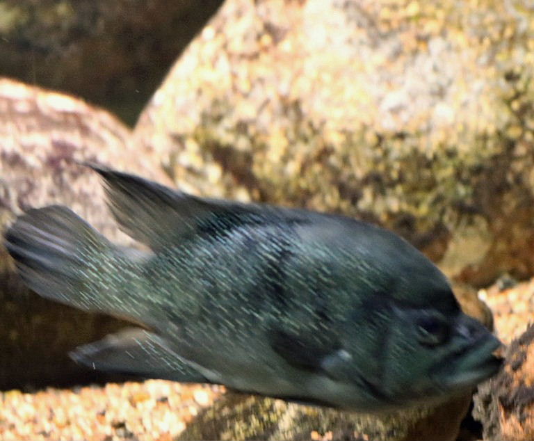 Polleni cichlid